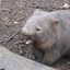 ♥ Combat Wombat ♥