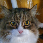 matRoS - steam id 76561198943175932