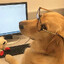 dog with a blog