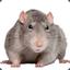 Rata Second In Command
