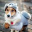 indian dog