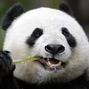 [FKG]MonoBrow Yonko PLAT SLAYER