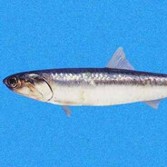 ANCHOYS