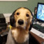 DogGamerxx45