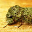 Moss Moth