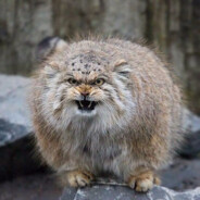 Furious Manul