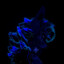 Kingfox21