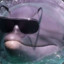 GoodGuyDolphin