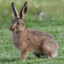 Snowshoe Hare #12467947