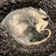 Snoring Possum's avatar