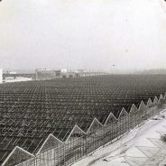 ВАЗелинЛюбезный