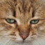 GWOCHAT