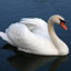 Swan