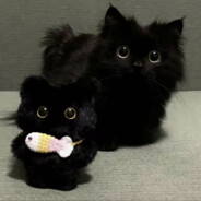 小猫大王统治世界