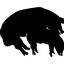 Brainless hog