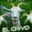 CHIVO