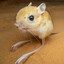 evil jerboa