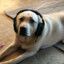 LabradorGamer