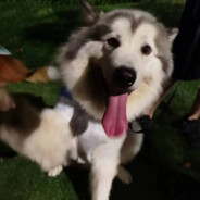 小邵只想吃软饭