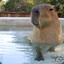 SloshyCapybara