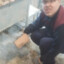 Hamster Combat52