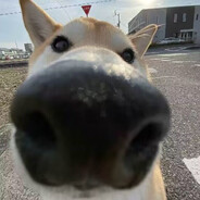 按理说你这个级别的基米无权哈我