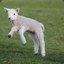 KamLamb