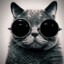 Kw@@dw0lf