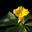 Costus Jack