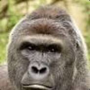 Harambae