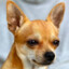 chichu dog