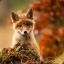Foxkit
