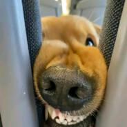 柠檬酸醒了我的梦