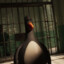 Feathers McGraw
