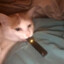 Juul Cat