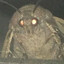 Moth