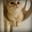 Catz
