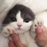 狗看你打都摇头