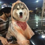 我孤独的像条狗