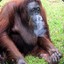 Smoking Orangutan