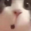 热狗狗子
