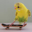 Parrot the Skater