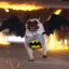 PugBat