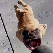 DJ ДикийОгурец