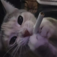 香软腋毛爆炒爽脆蟑螂