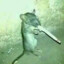 ciggy rat