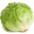 Fresh Lettuce