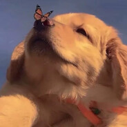 大黄狗的沙鹰浪得虚名