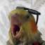 birbowskibirb