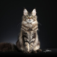 卖女孩的小火柴